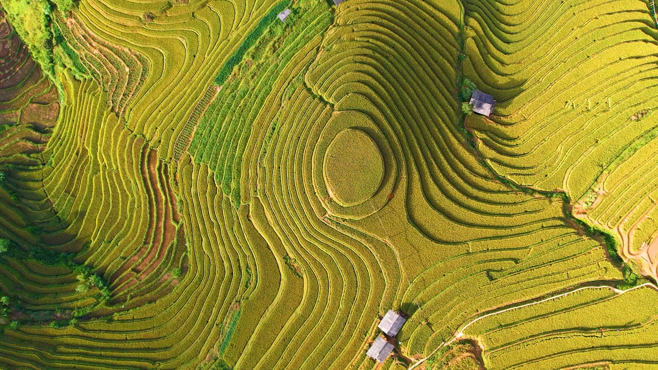 MÙA VÀNG MÙ CANG CHẢI